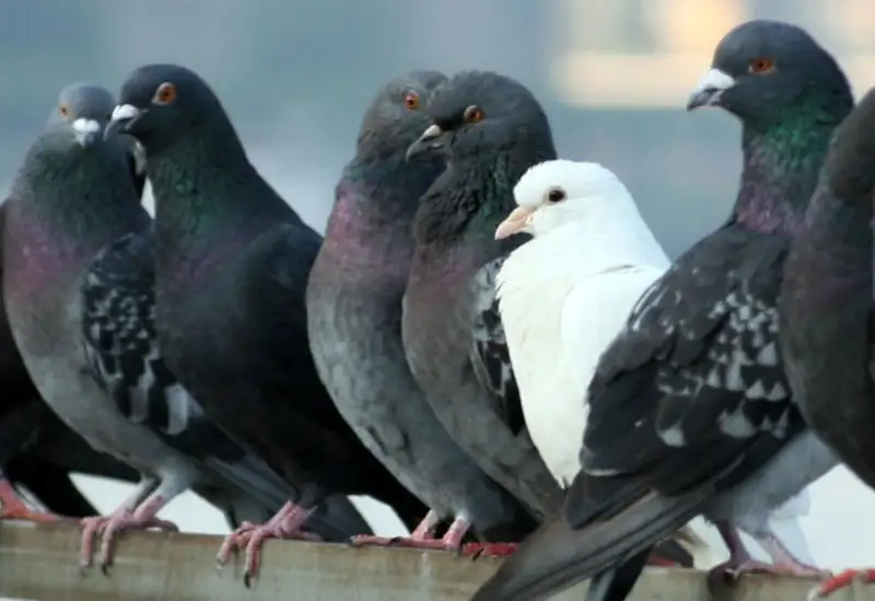 control de palomas iatramps 1