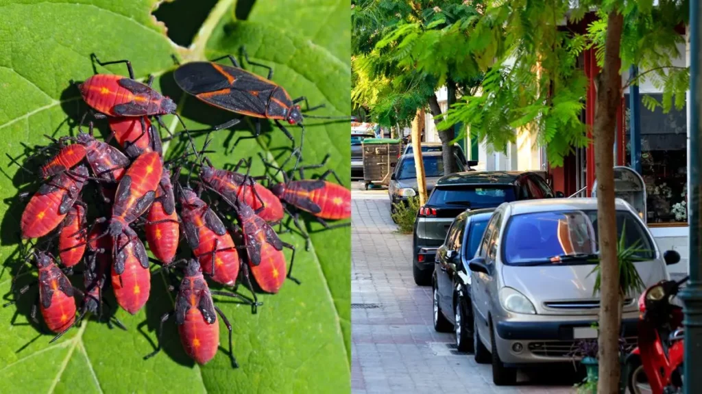 🚨Alerta FitoSanitara: El Chinche del Arce Se Propaga en Nuevas Zonas
